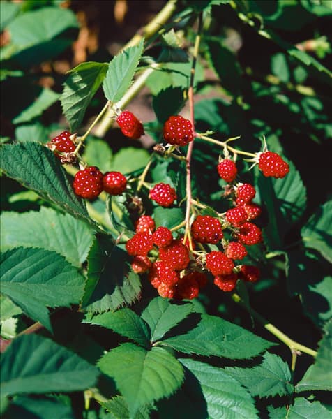 Rubus fruticosus Thornfree