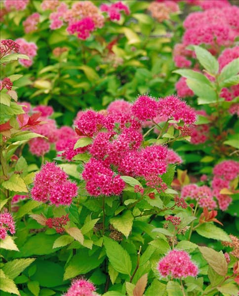 Spiraea japonica Magic Carpet