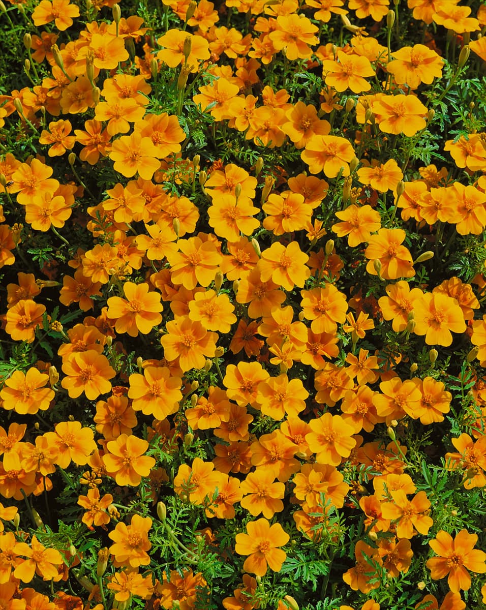Tagetes tenuifolia Tangerine Gem