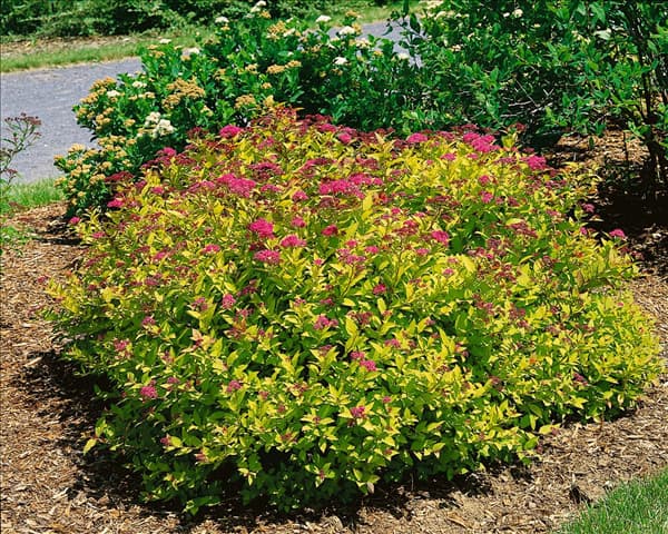Spiraea japonica Magic Carpet