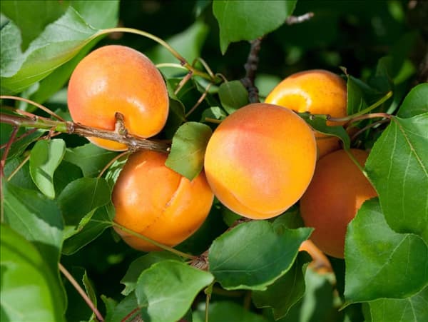Prunus armeniaca Orangered ®
