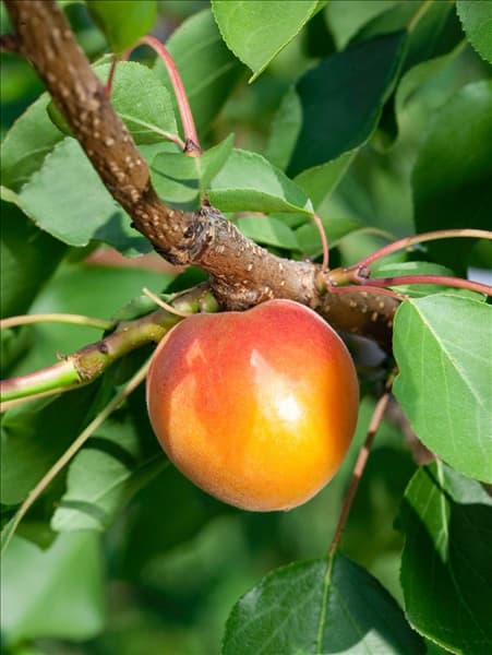 Prunus armeniaca Orangered ®