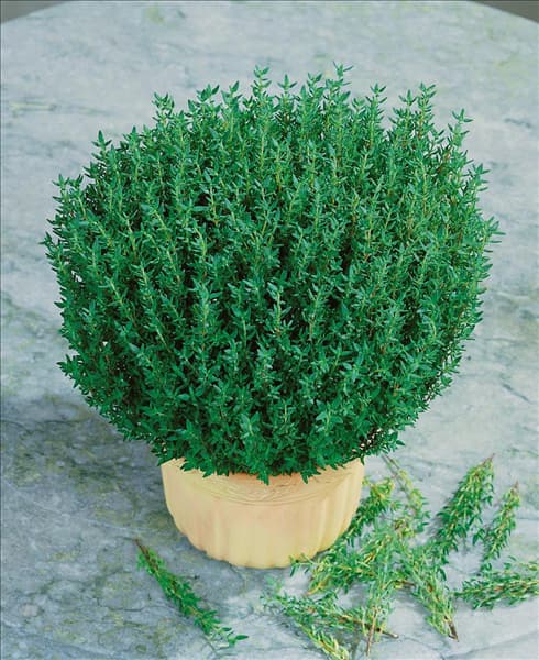 Thymus vulgaris