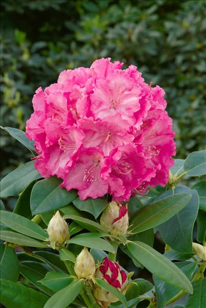 Rhododendron Hybride Germania (S)