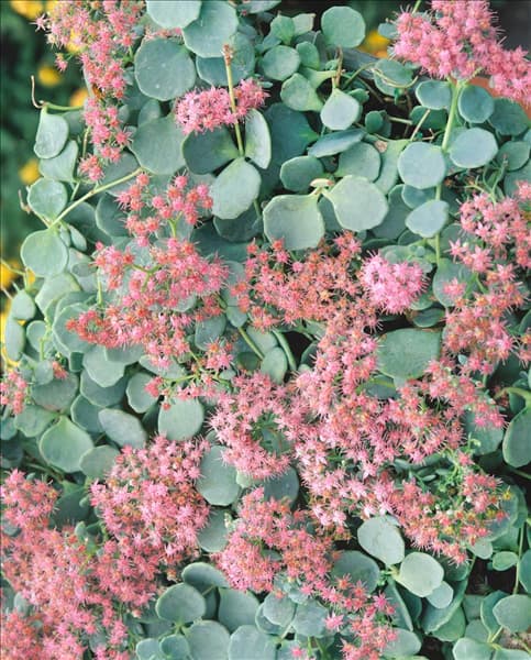 Sedum ewersii