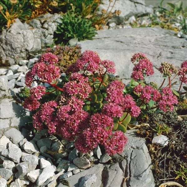 Sedum ewersii