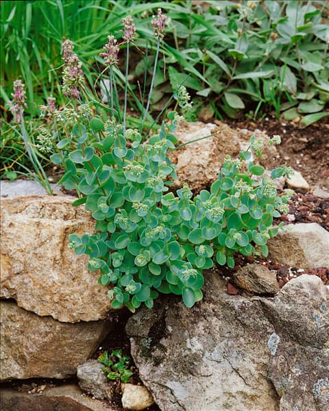 Sedum ewersii