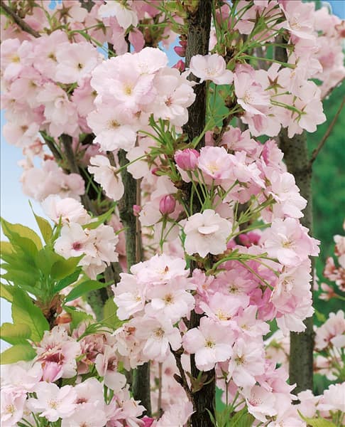 Prunus serrulata Amanogawa