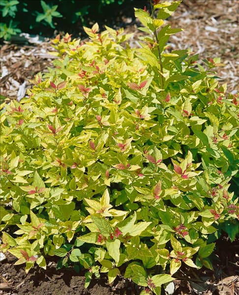 Spiraea japonica Fire Light