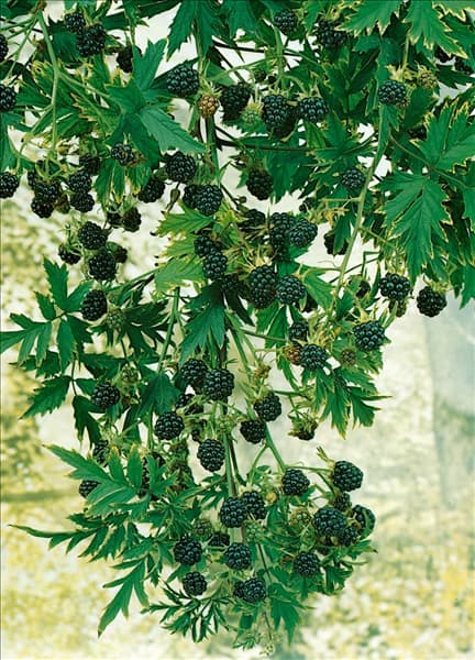 Rubus fruticosus Thornless Evergreen