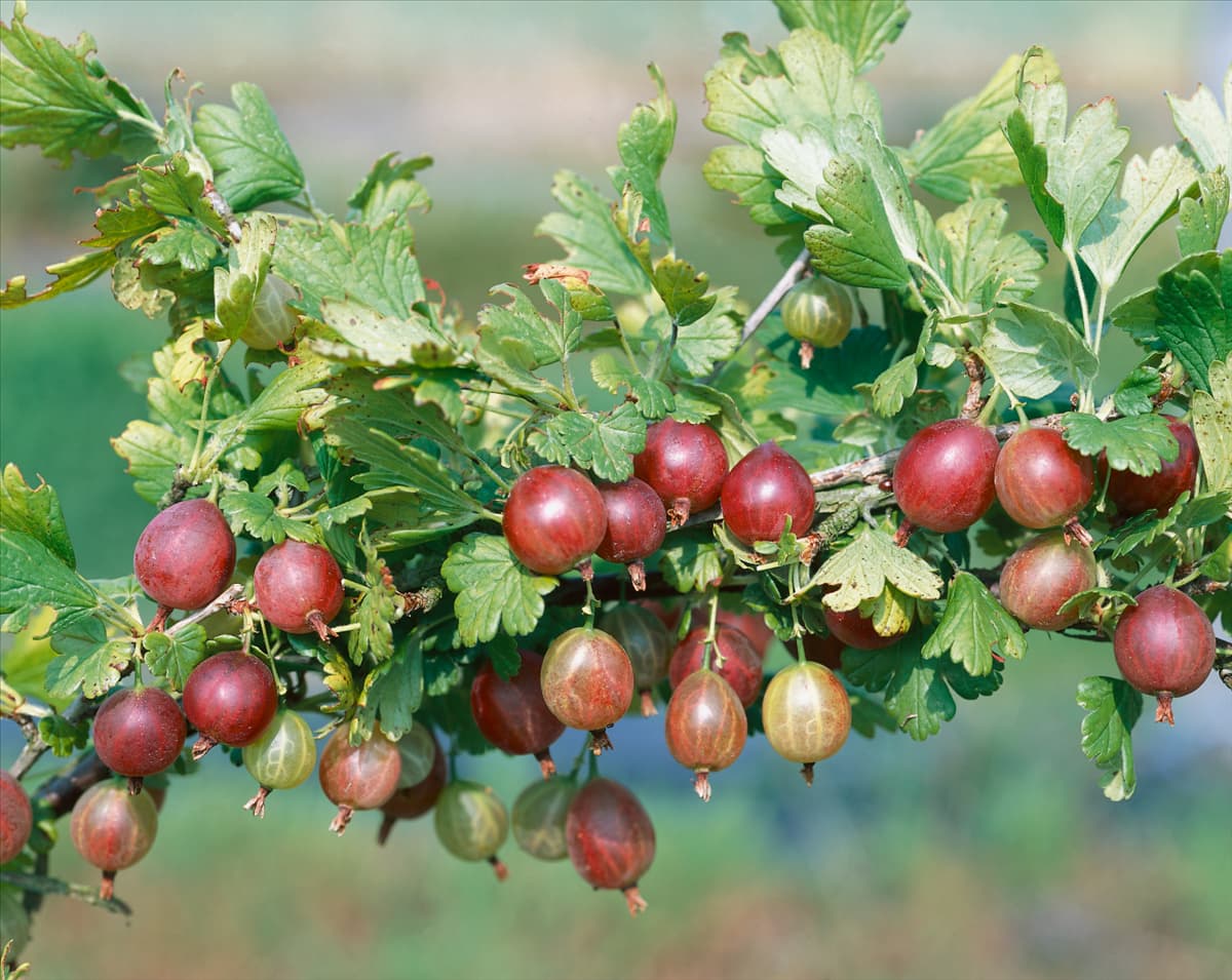 Ribes uva-crispa var. sativum Pixwell Captivator