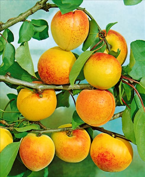 Prunus armeniaca Ungarische Beste