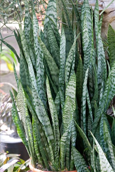 Sansevieria kirkii