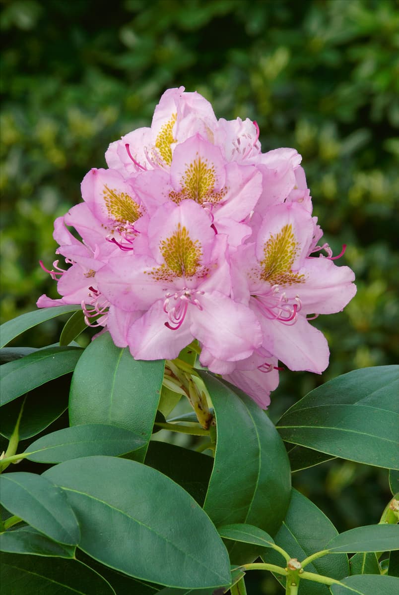 Rhododendron Hybride Holger