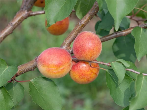 Prunus armeniaca Ungarische Beste