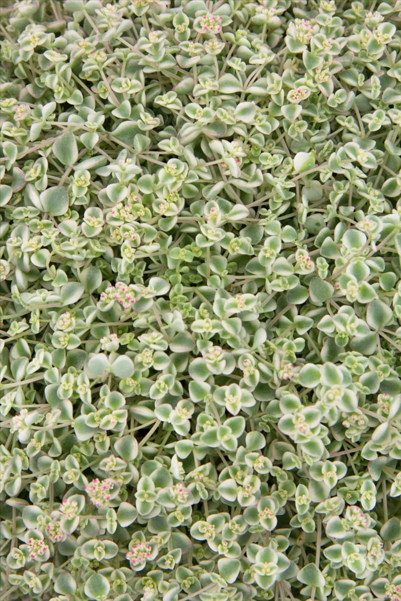 Sedum Little Missy
