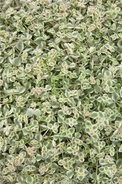 Sedum Little Missy
