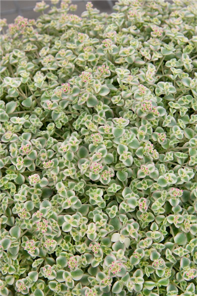 Sedum Little Missy