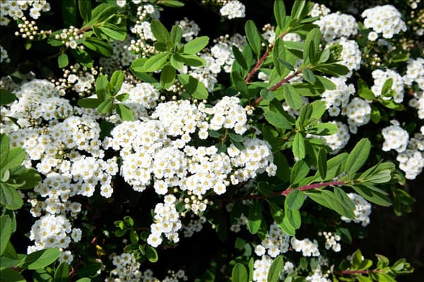 Spiraea nipponica Snowmound