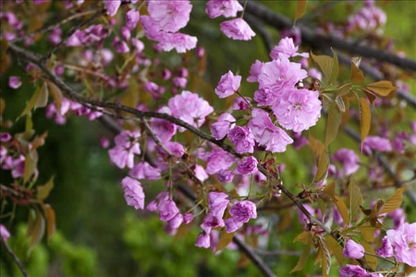 Prunus serrulata Kanzan