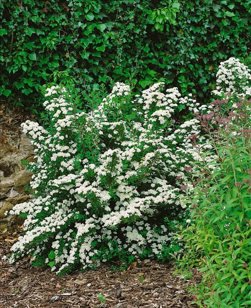 Spiraea nipponica Snowmound