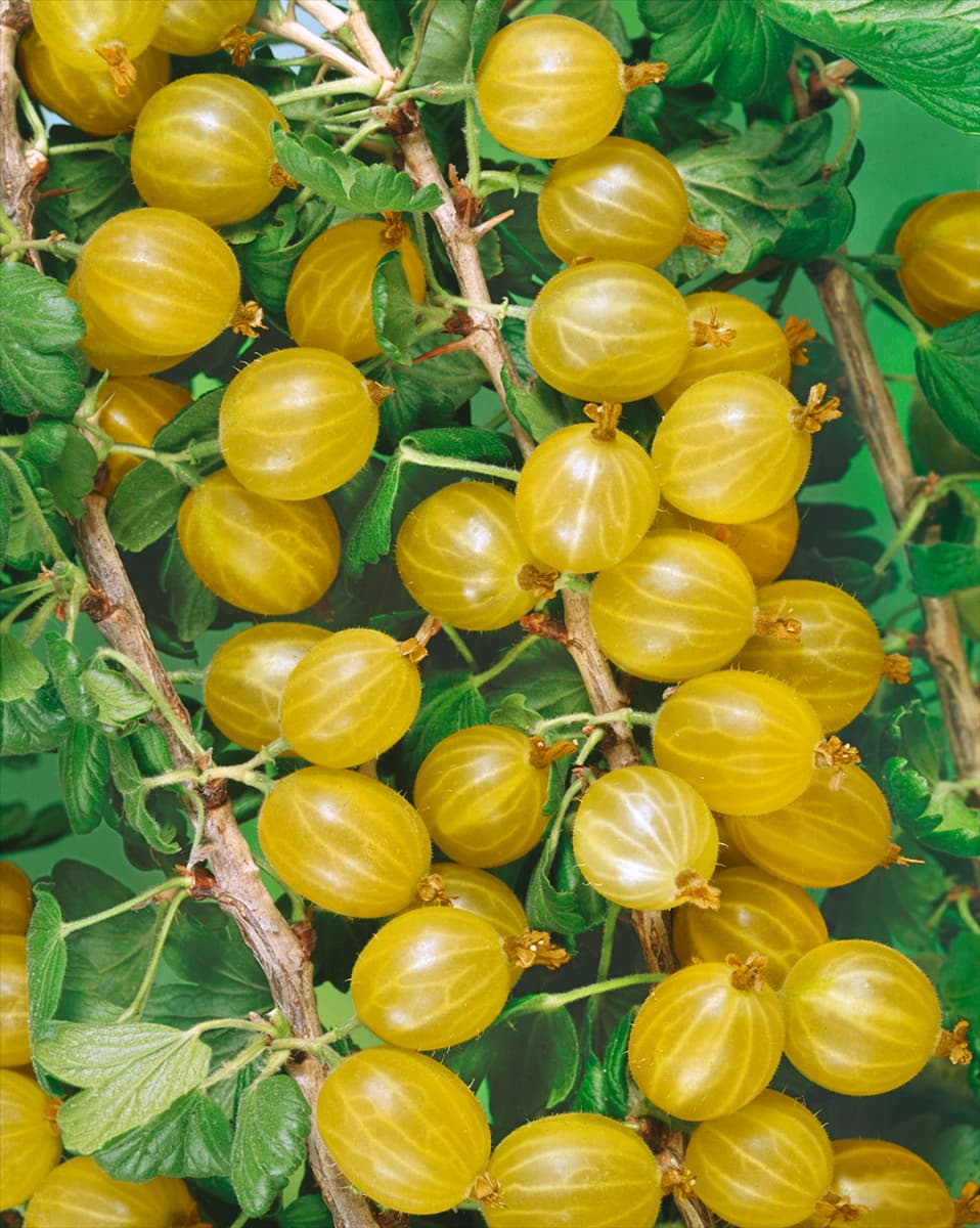 Ribes uva-crispa yellow