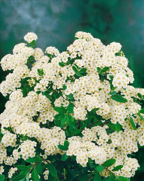 Spiraea nipponica Snowmound