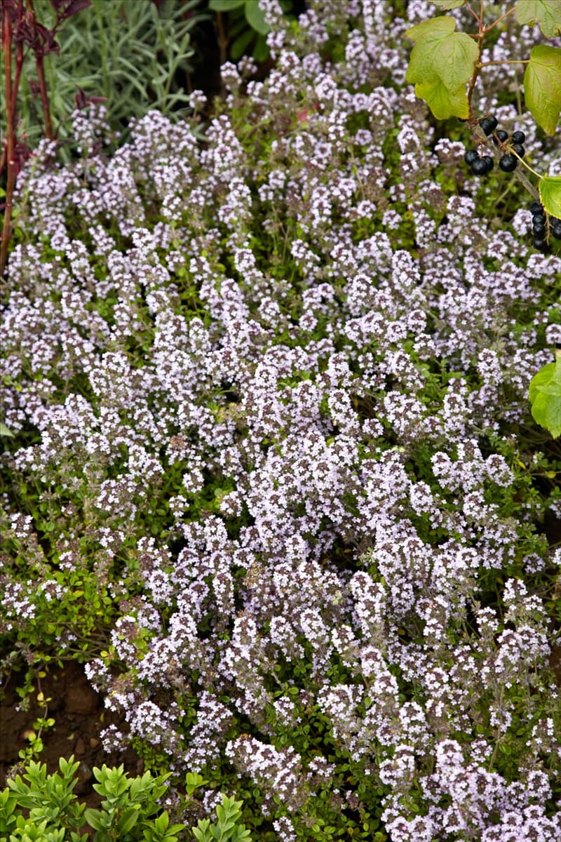 Thymus vulgaris
