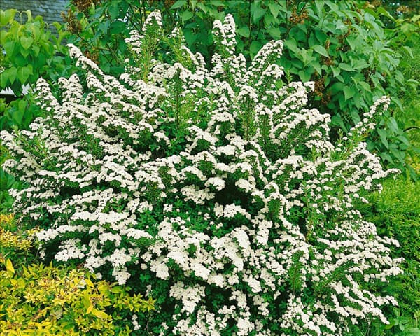 Spiraea nipponica Snowmound