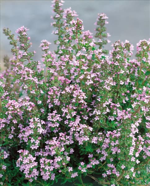 Thymus vulgaris