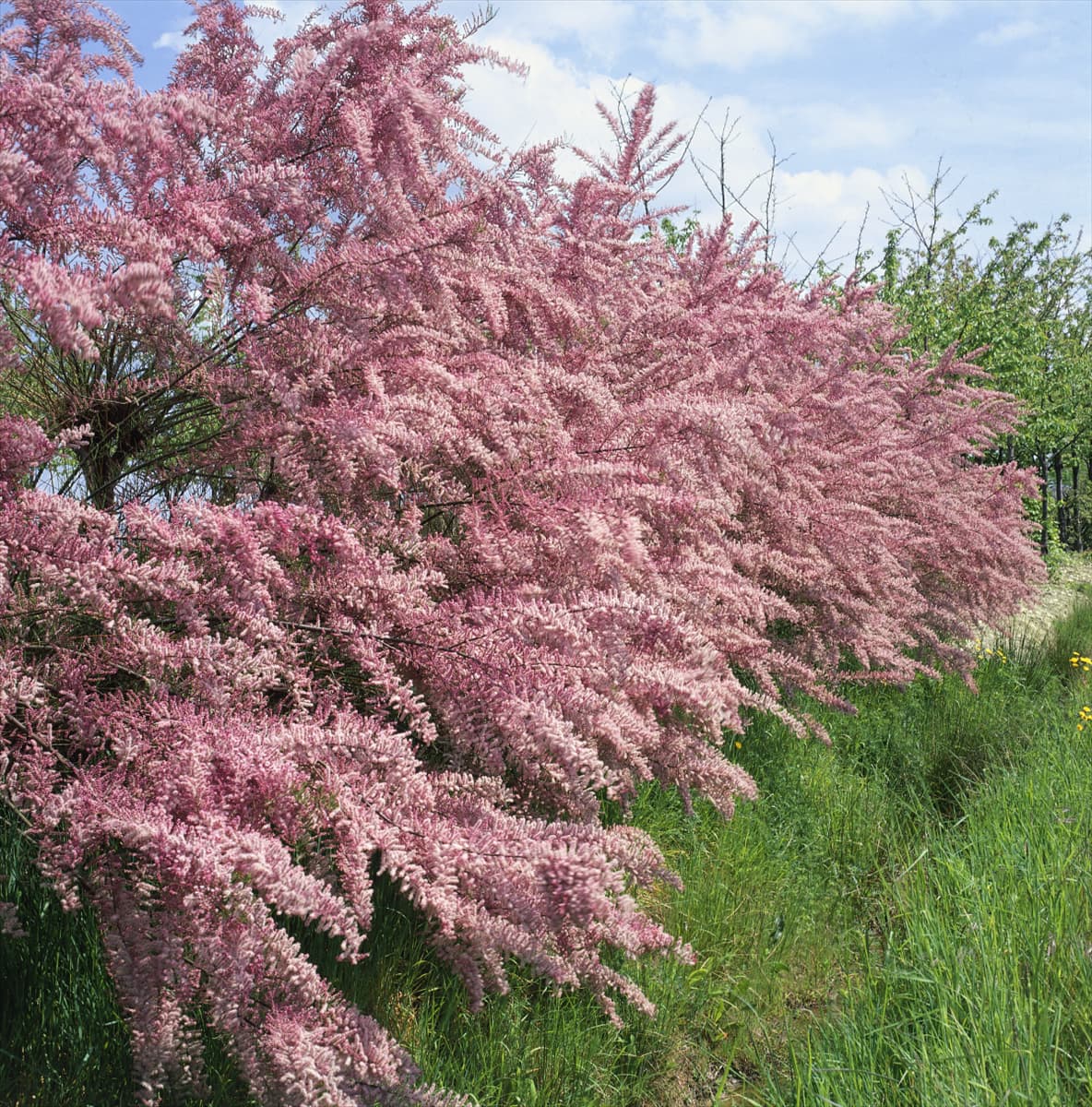 Tamarix tetrandra