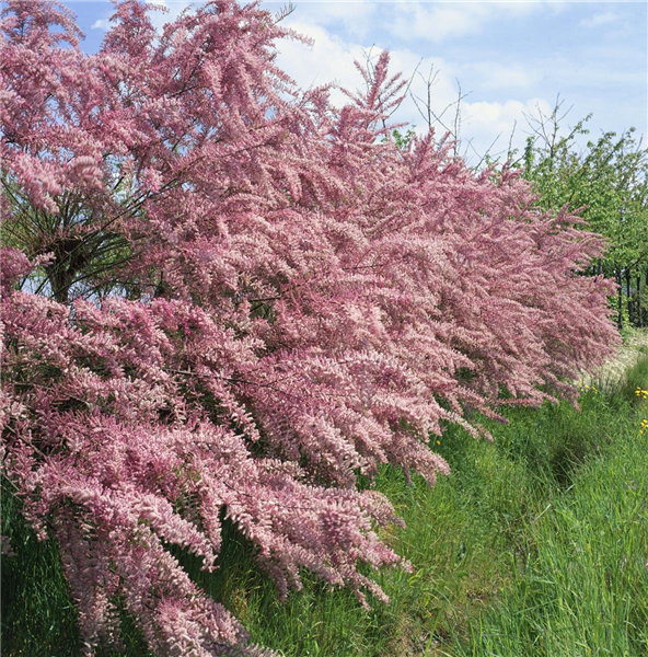 Tamarix tetrandra