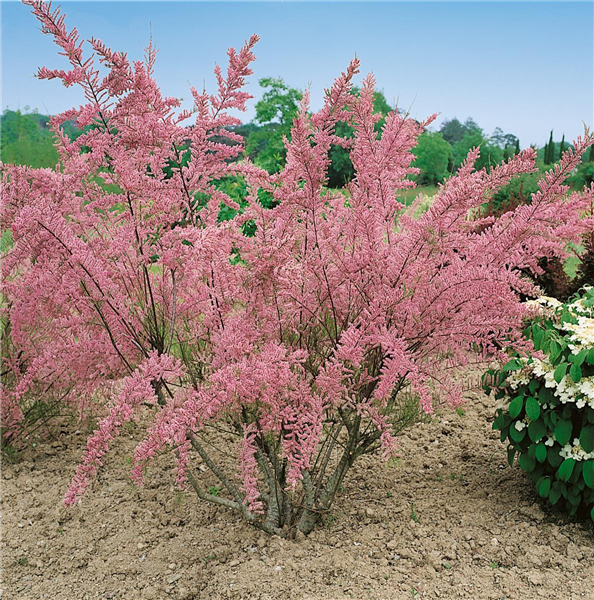 TAMARIX TETRANDRA