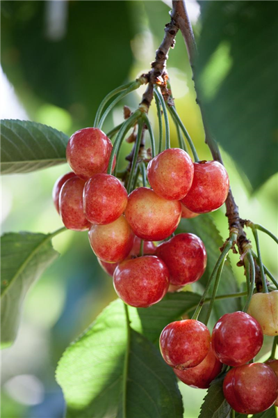Prunus avium