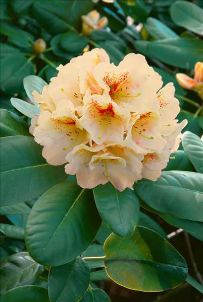 Rhododendron wardii Goldbukett