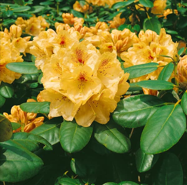 Rhododendron wardii Goldbukett