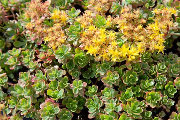 Sedum floriferum Weihenstephaner Gold