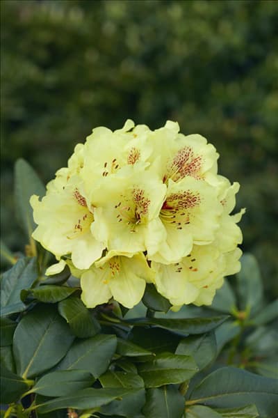 Rhododendron Goldbukett