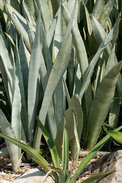 Sansevieria trifasciata Moonshine