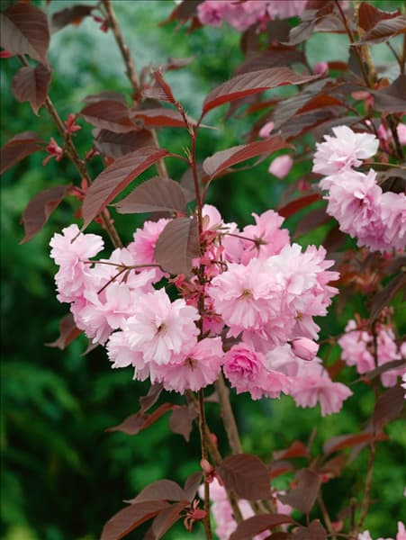 Prunus serrula Royal Burgundy