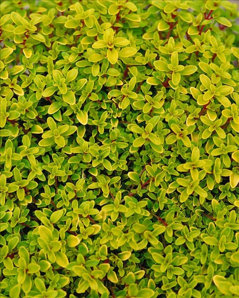 Thymus x citriodorus Aureus