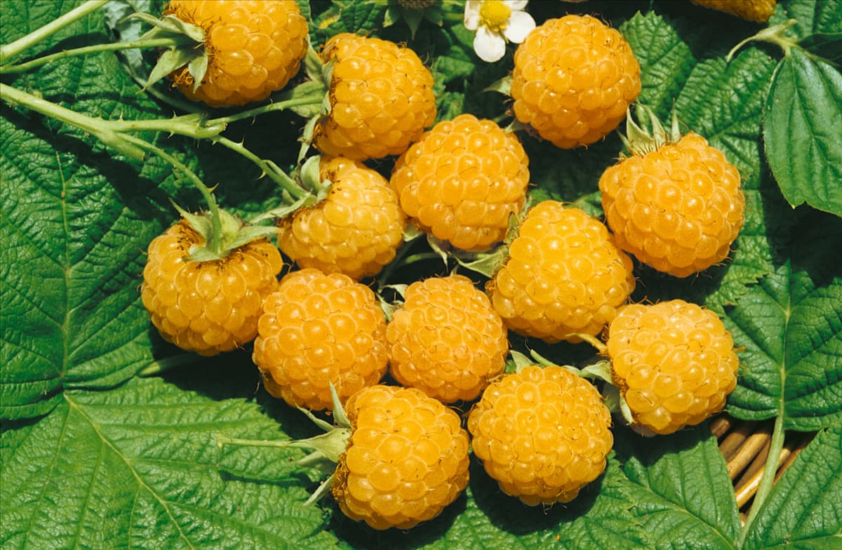 Rubus idaeus Fallgold