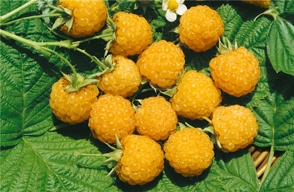 Rubus idaeus 'All Gold'