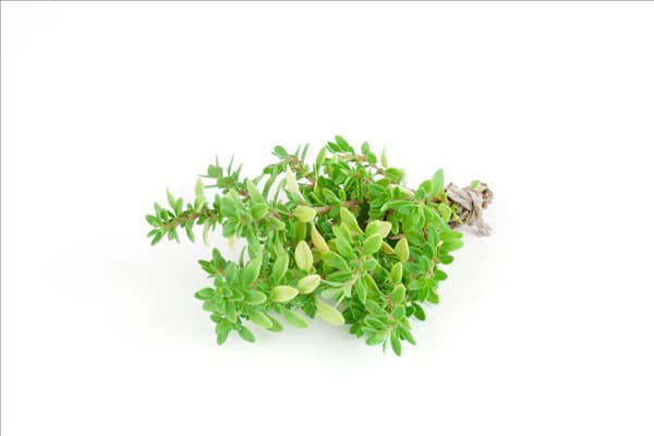 Thymus x citriodorus Aureus