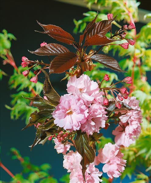PRUNUS ROYAL BURGUNDY