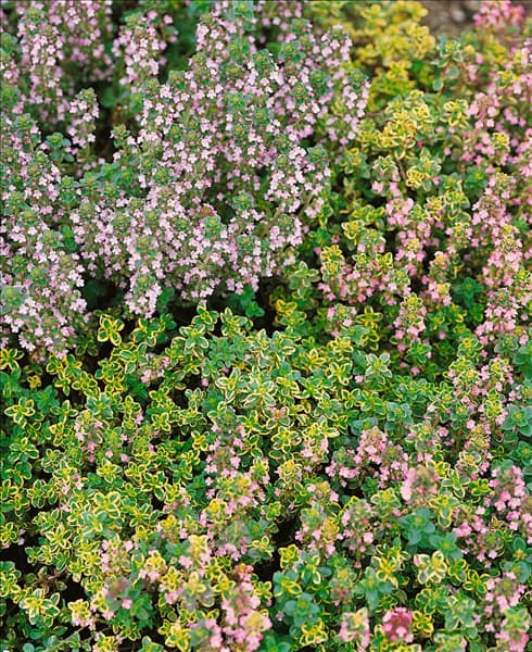 Thymus x citriodorus Aureus