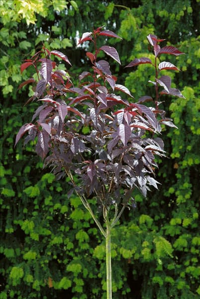 Prunus serrula Royal Burgundy
