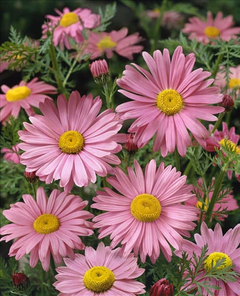 Tanacetum coccineum Robinson Rosa