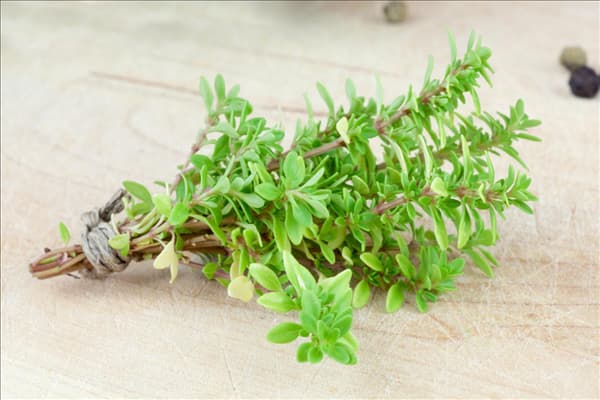Thymus x citriodorus Aureus