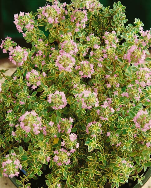 Thymus x citriodorus Aureus